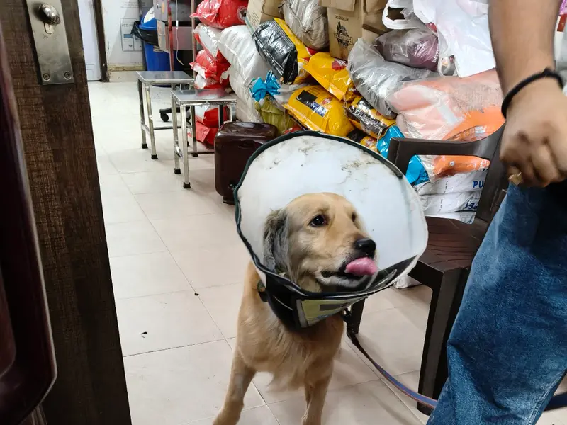Sunshine Pet Care and Pet Clinic, photo 3