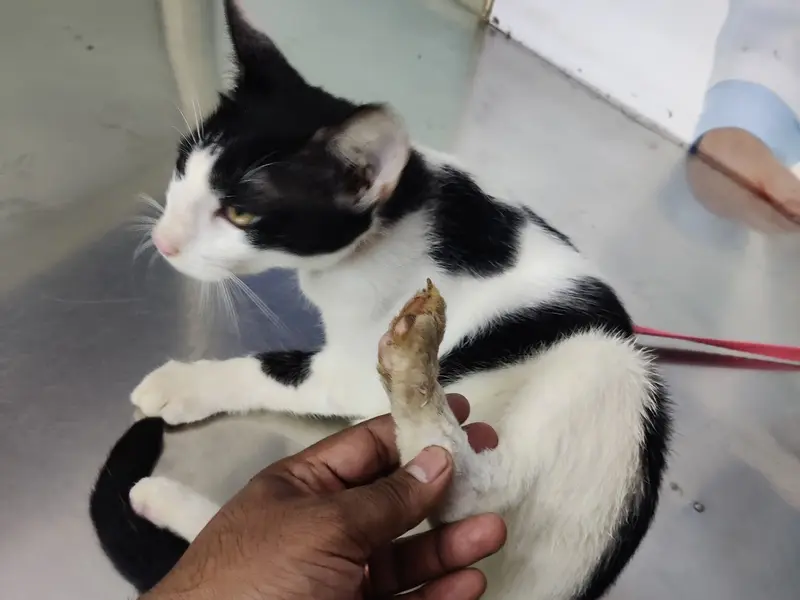 Sunshine Pet Care and Pet Clinic, photo 5