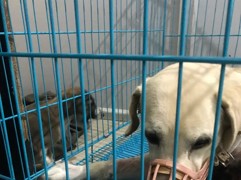 UR PET CLINIC, photo 2
