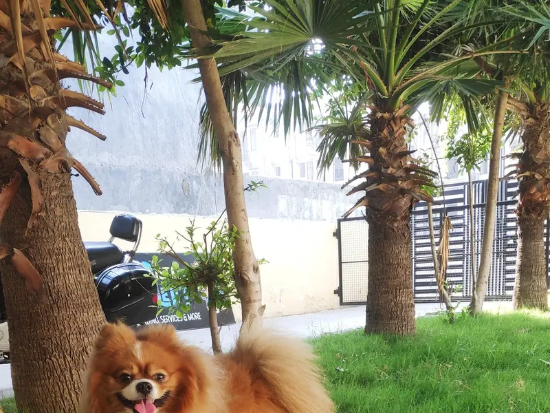 FURISTA RETREAT (Pet Boarding), photo 2