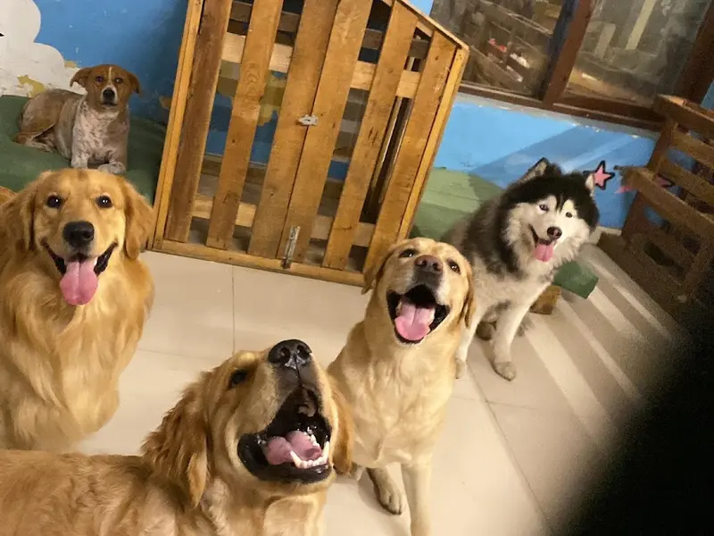 FURISTA RETREAT (Pet Boarding), photo 4