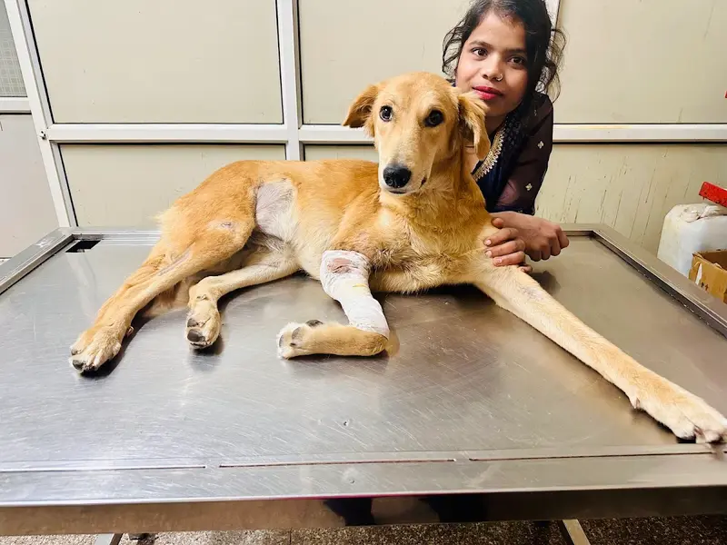 Krishna Lifeline Veterinary Hospital, photo 5