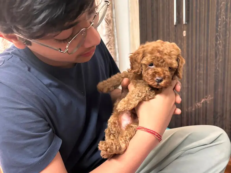 Petluxe - Dogs and puppies for sale in DELHI NCR- Poodle & Golden retriever puppies, photo 2