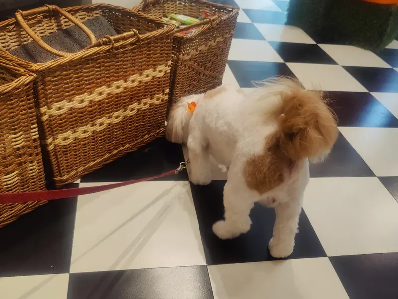 Petluxe - Dogs and puppies for sale in DELHI NCR- Poodle & Golden retriever puppies, photo 3