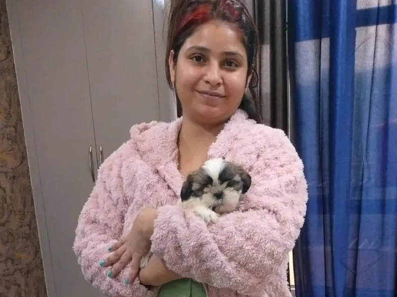 Petluxe - Dogs and puppies for sale in DELHI NCR- Poodle & Golden retriever puppies, photo 4