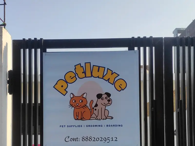 Petluxe - Dogs and puppies for sale in DELHI NCR- Poodle & Golden retriever puppies, photo 5