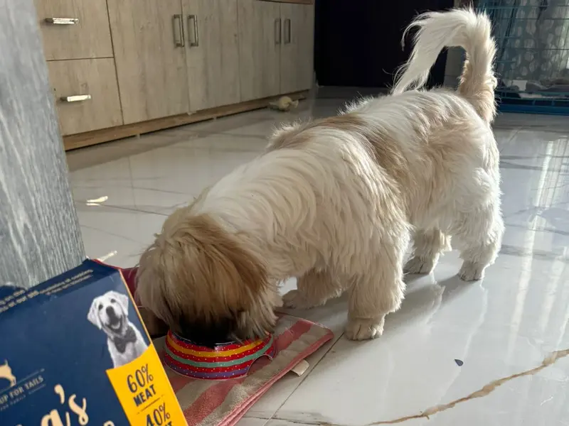 Heads Up For Tails Pet Store - Sector 129, Noida, photo 4