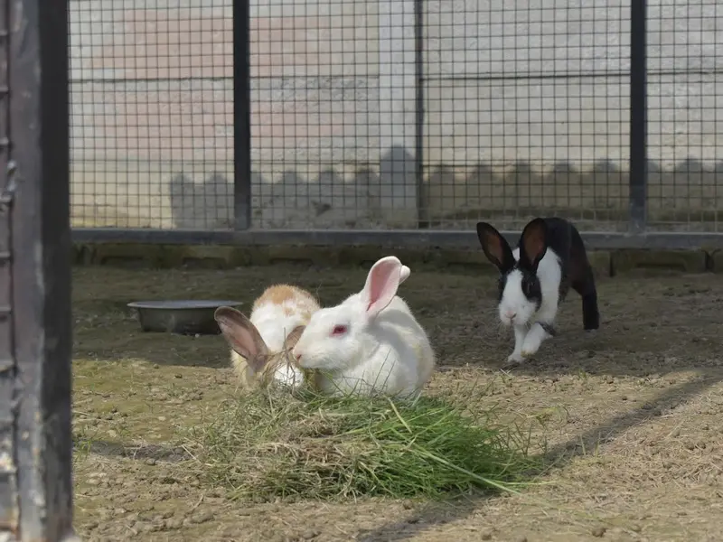 Wildooks- The Petting Farm, photo 2