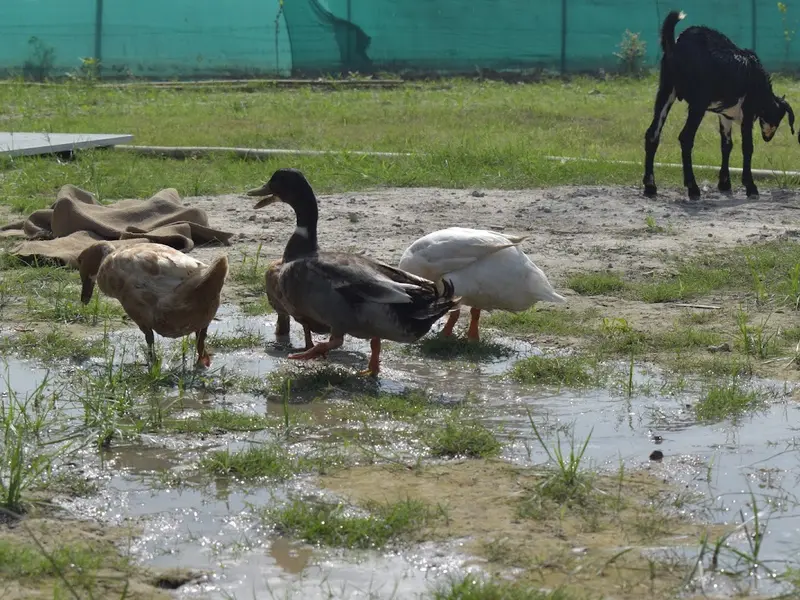 Wildooks- The Petting Farm, photo 3