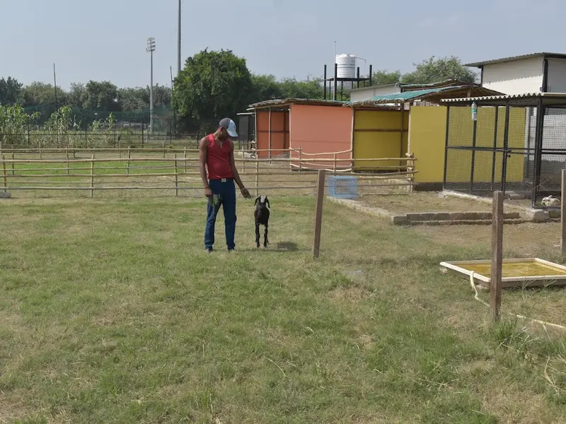 Wildooks- The Petting Farm, photo 4
