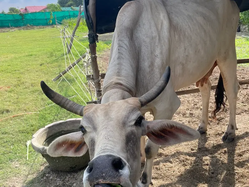 Wildooks- The Petting Farm, photo 5