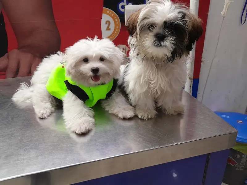 24×7 Pet Clinic & Surgery center, photo 2