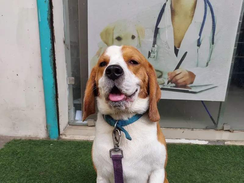 24×7 Pet Clinic & Surgery center, photo 3
