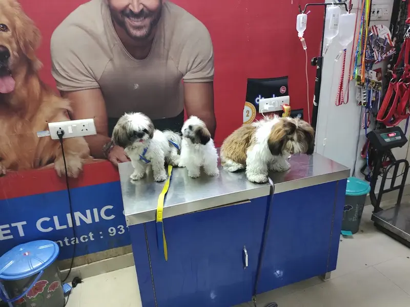 24×7 Pet Clinic & Surgery center, photo 5