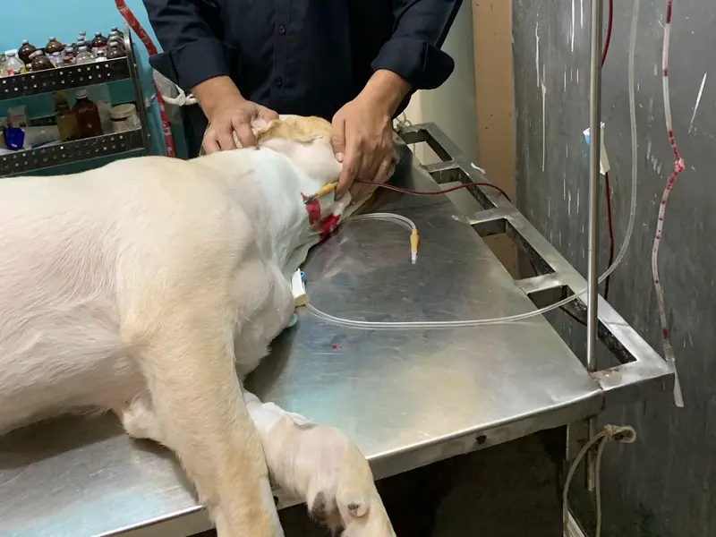 Vet Land Pet Clinic & Surgery Centre, photo 3