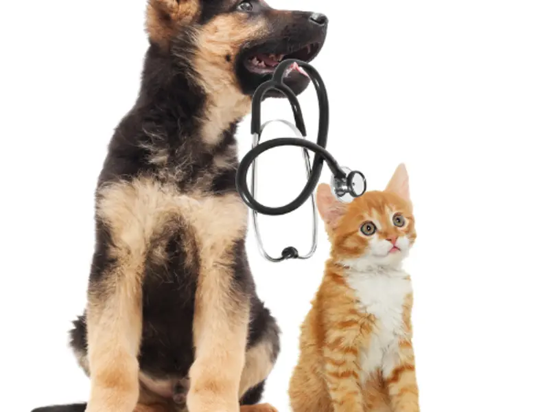 Vet Land Pet Clinic & Surgery Centre, photo 4