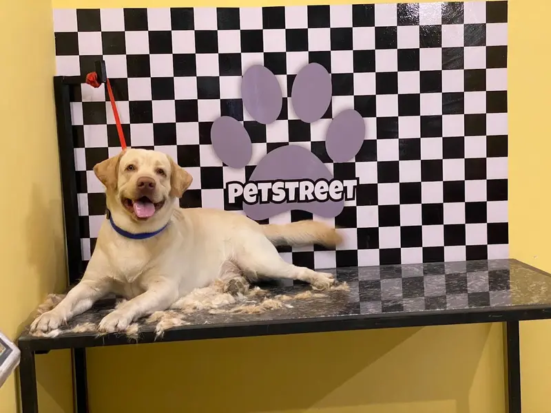 Petstreet - Store | Grooming | Veterinary Clinic | Boarding | Aquariums, photo 3