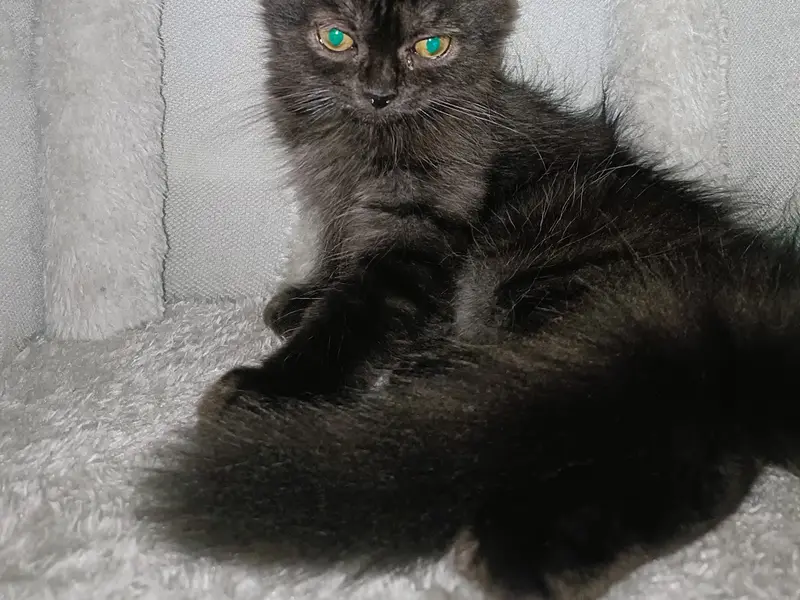 Petstreet - Store | Grooming | Veterinary Clinic | Boarding | Aquariums, photo 5