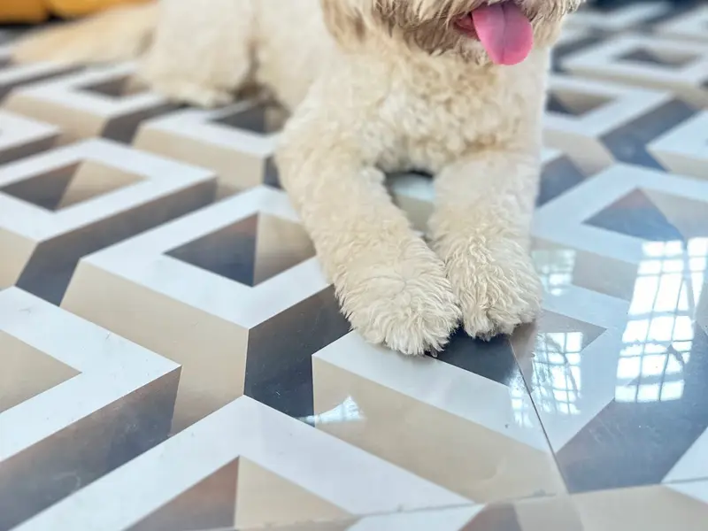 Pappy Paws - Pet Grooming and Boarding services in Noida, photo 3