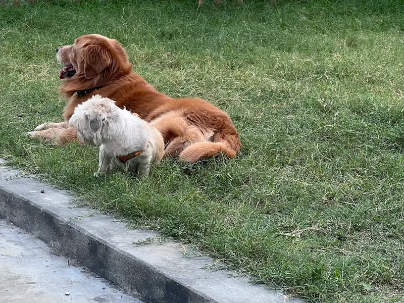 Paw-Paw ka Ghar, photo 5