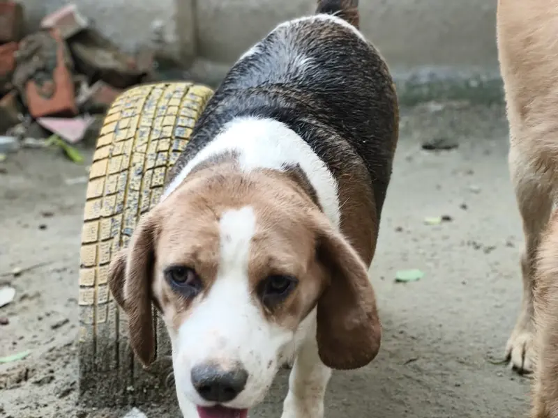 Pups Cubs (Pets Boarding Centre), photo 2