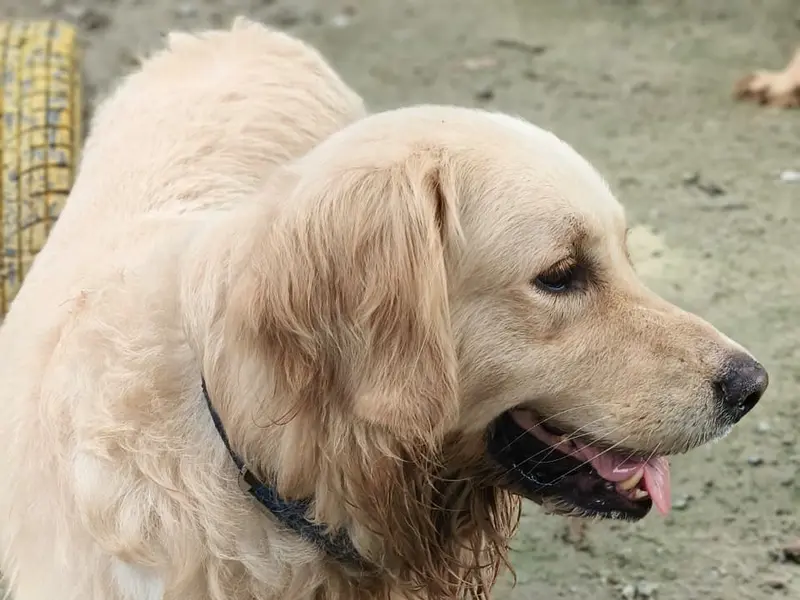 Pups Cubs (Pets Boarding Centre), photo 3