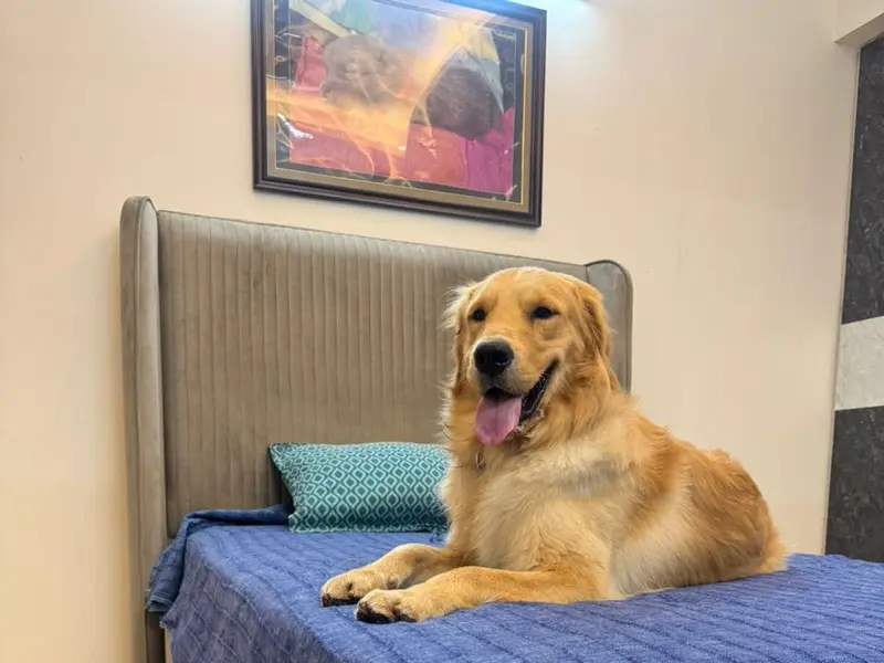 CANDY PET HOME BOARDING SERVICES, photo 3