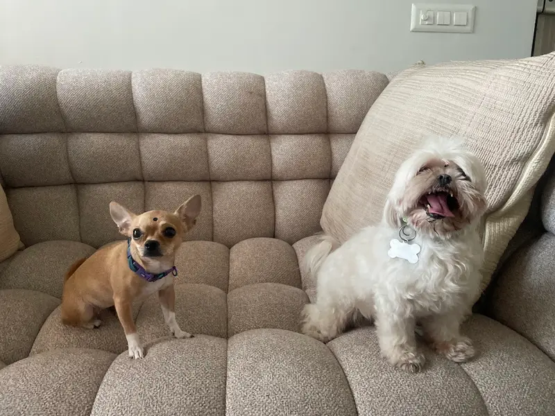 CANDY PET HOME BOARDING SERVICES, photo 4