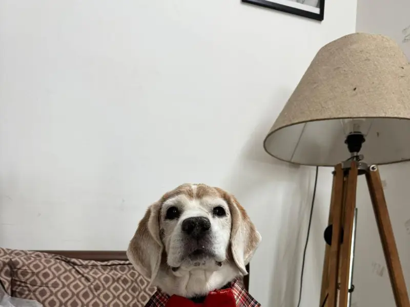 CANDY PET HOME BOARDING SERVICES, photo 5