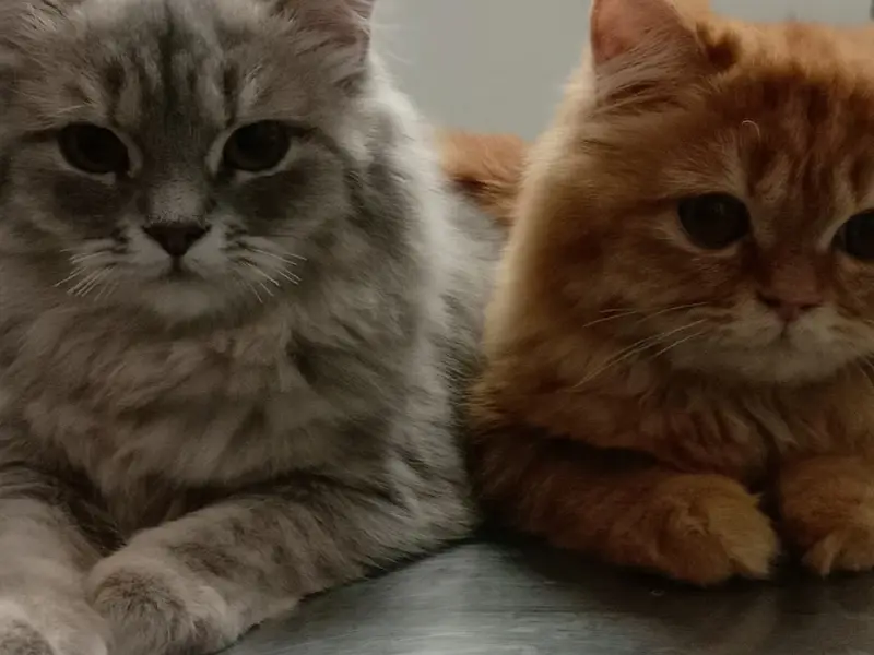 Happy Pet Vet Clinic, photo 3