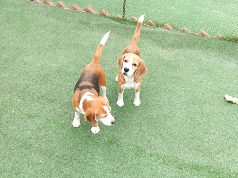 Pet Family Dog Boarding & Grooming, photo 2