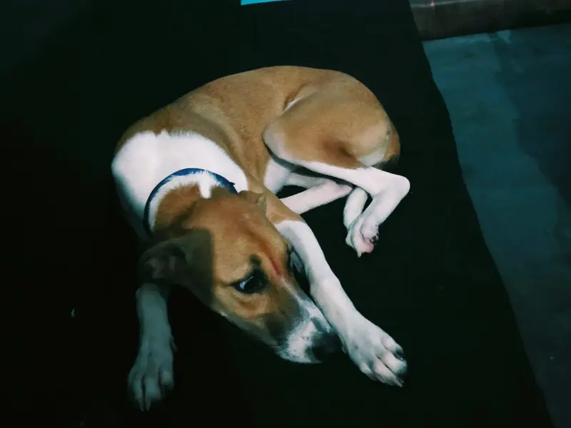 Pet Family Dog Boarding & Grooming, photo 5