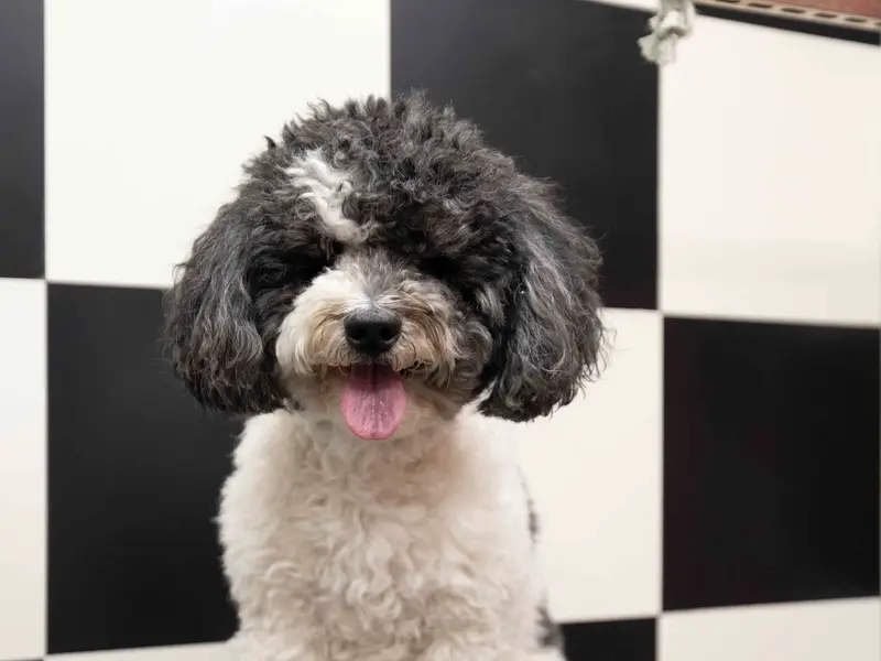 Heads Up For Tails Pet Store & Spa - Sector 18, Gautam Budh Nagar, Noida, photo 3