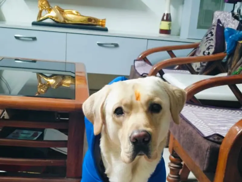 Vital Pet Clinic ( Noida), photo 3