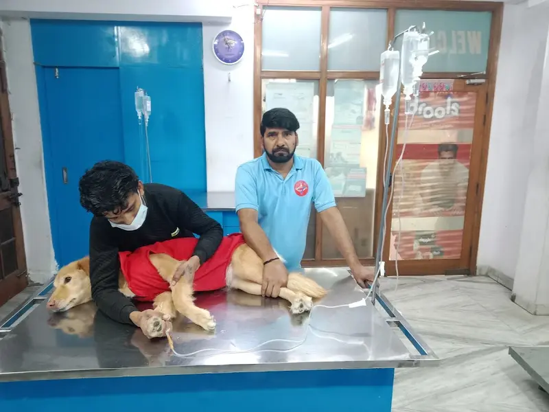 Vital Pet Clinic ( Noida), photo 4