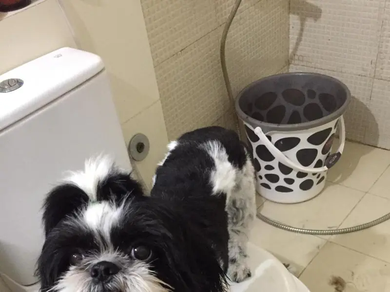 Hope Pet Care Services, photo 5
