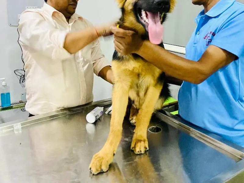 Radha Pet Care, photo 4