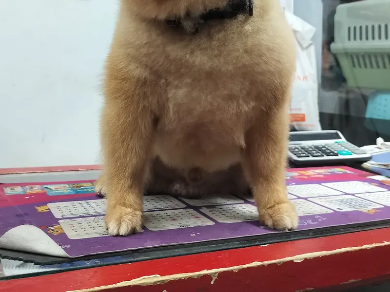 R. K. Professional Pet Shop & Grooming, photo 3
