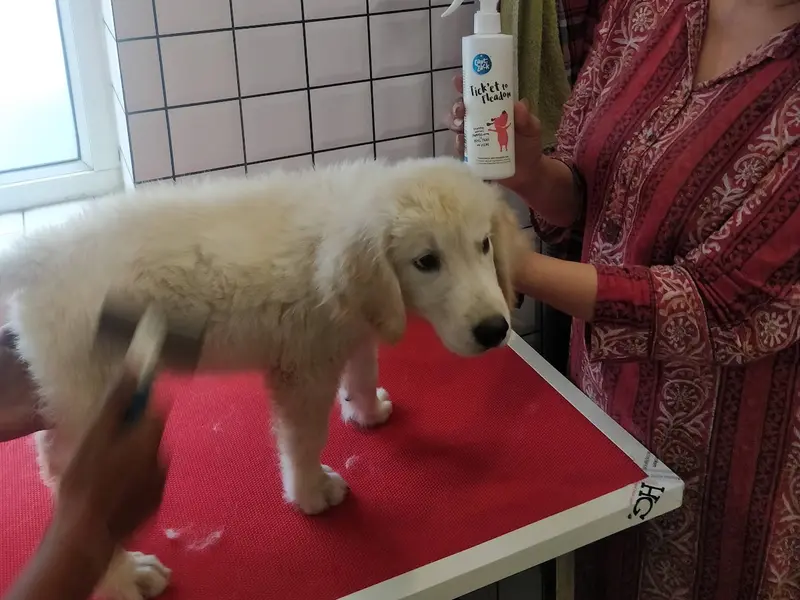 Sanah's Pet Friends, photo 4