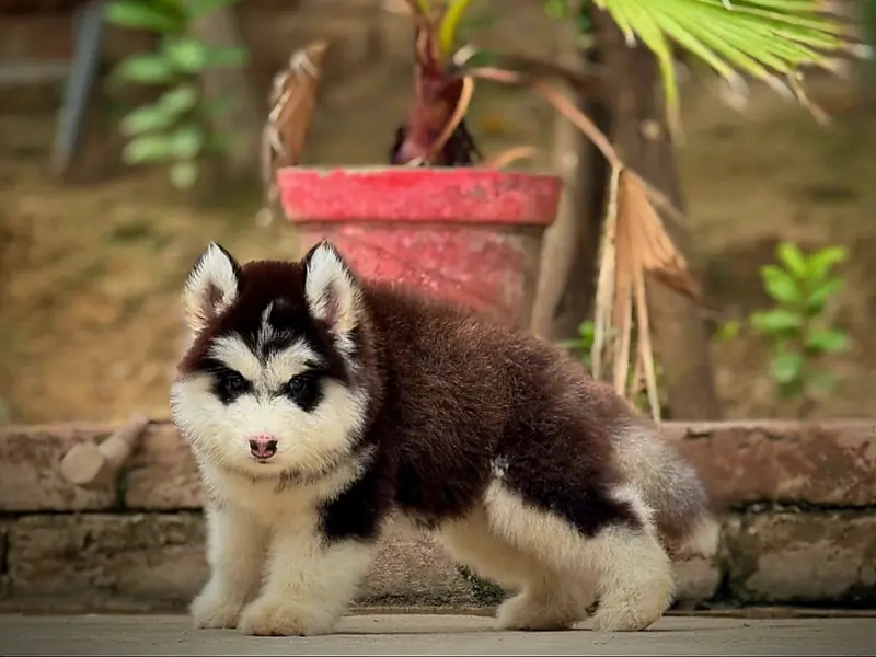 Petsmart Puppies, photo 2