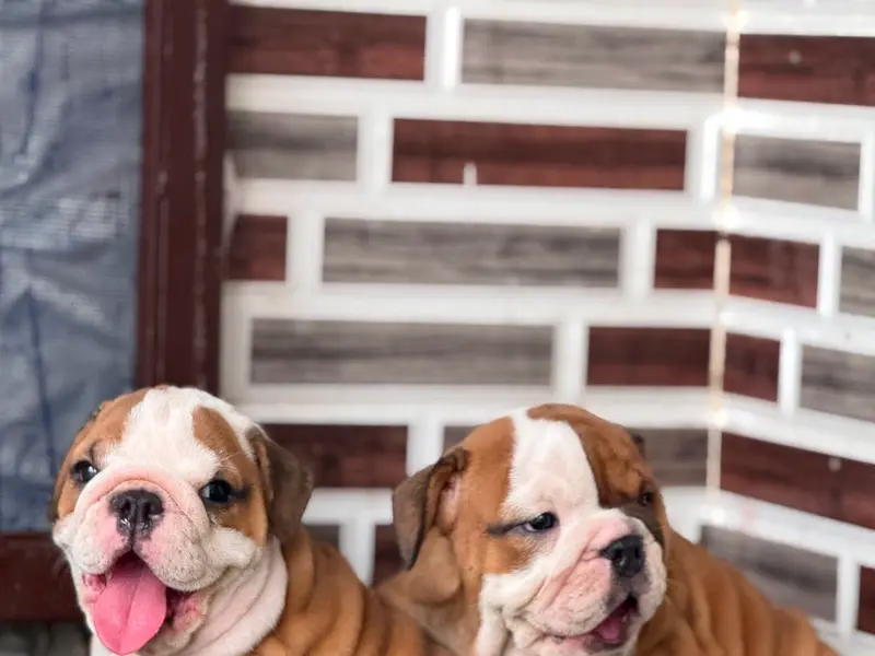 Petsmart Puppies, photo 3