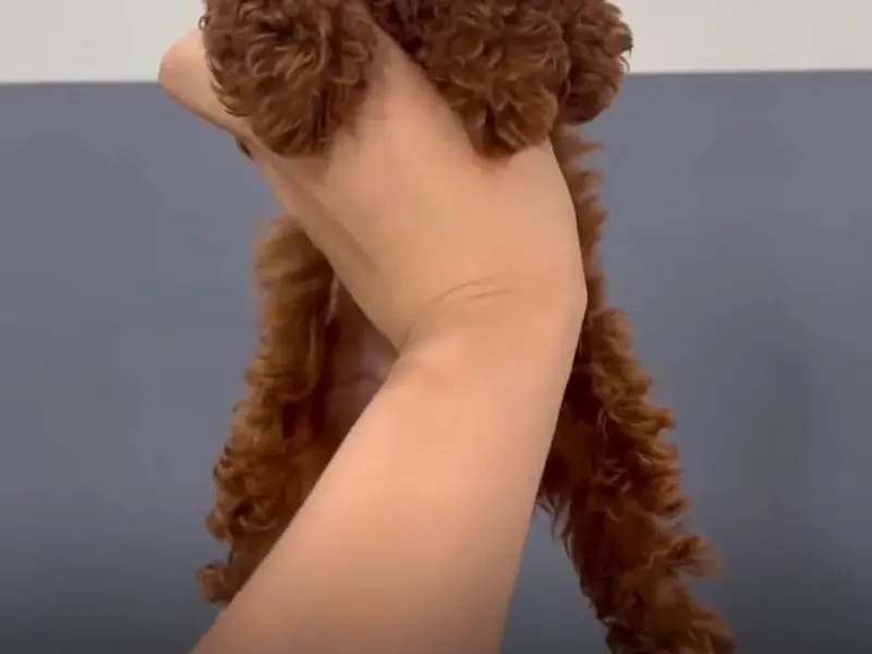 Petsmart Puppies, photo 4