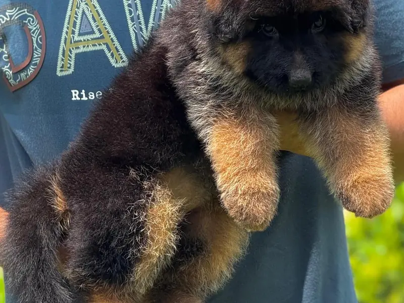 Petsmart Puppies, photo 5