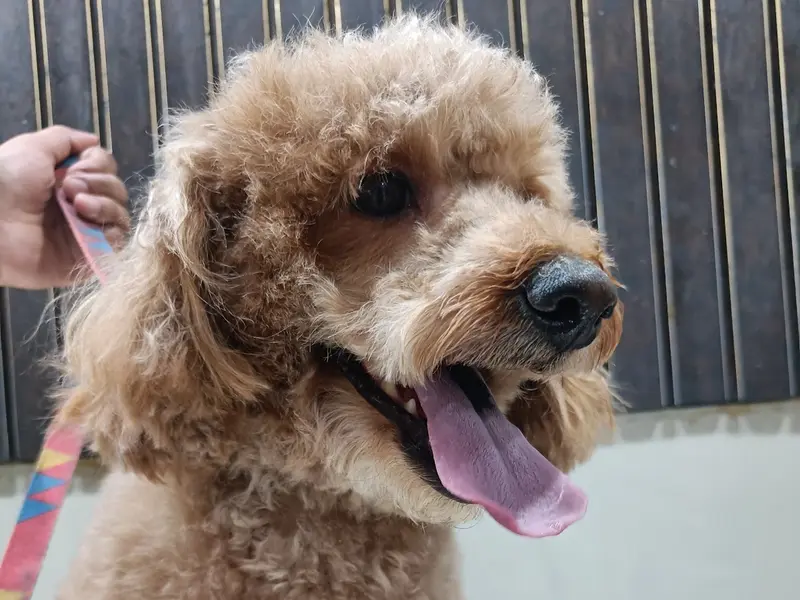 PetZorg PET CLINIC, photo 4