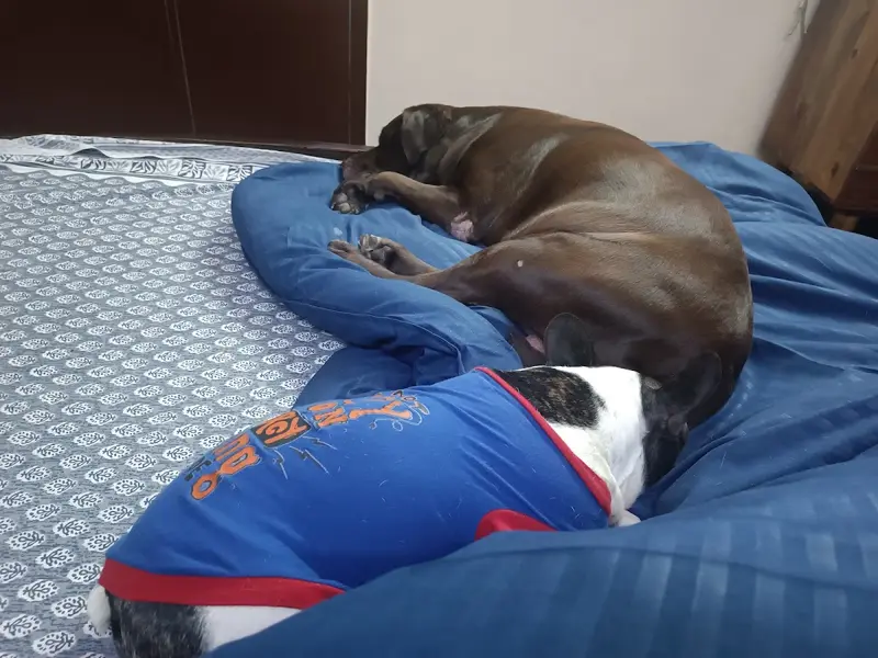 Godogos, photo 2