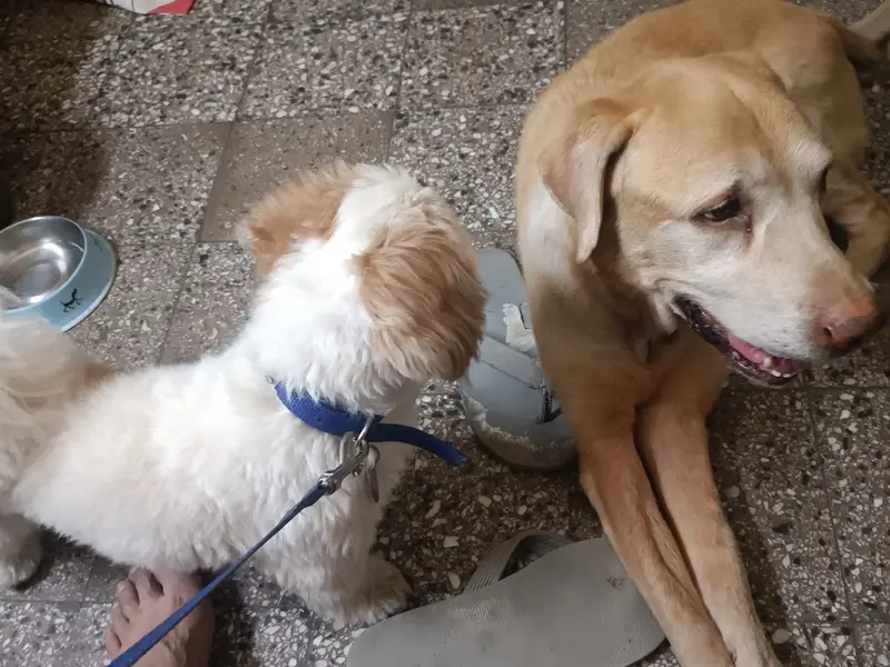 Godogos, photo 3