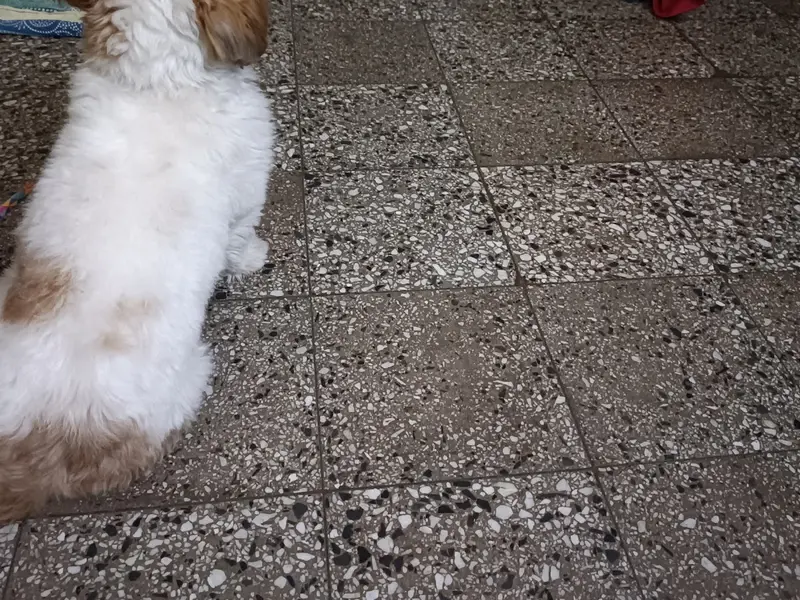 Godogos, photo 4