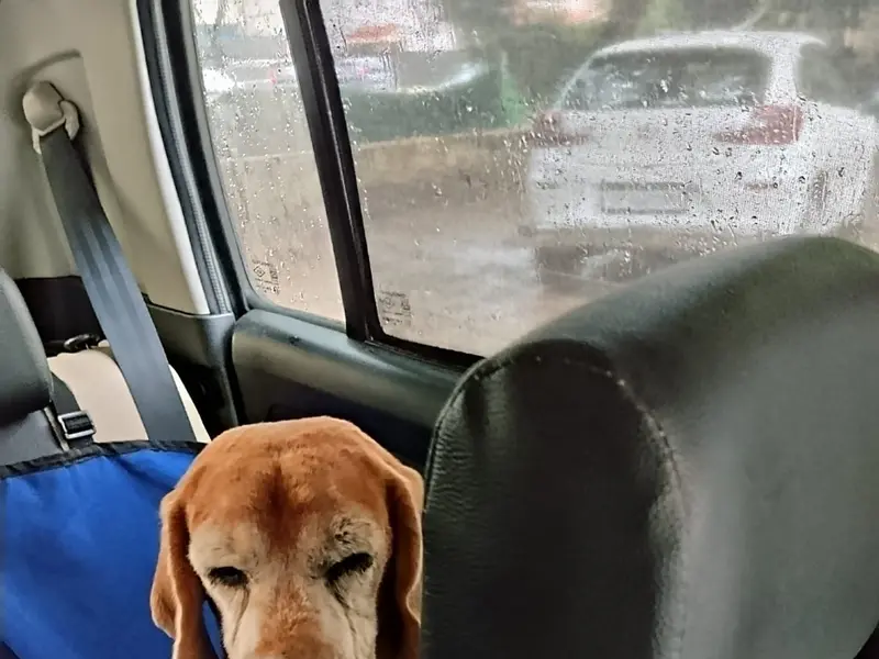 Godogos, photo 5