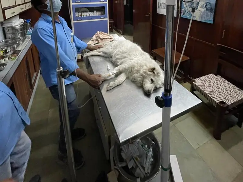 JRG Vet Clinic, photo 4