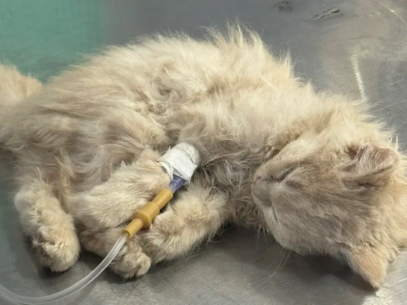 Rays Pet Clinic, photo 3